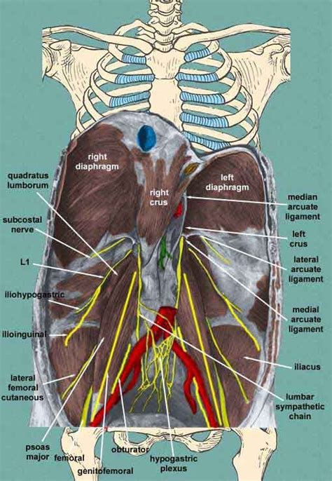 Inguinal Nerve Distribution