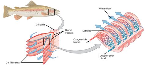 Systems of Gas Exchange | Biology I