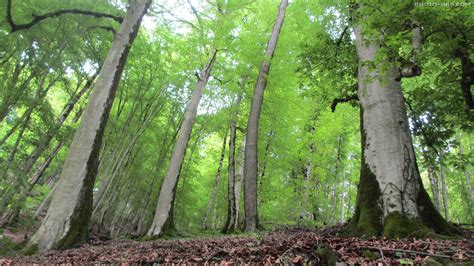 جنگل های شمال ایران iran forest nature