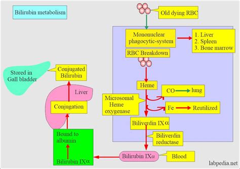 Bilirubin Part 1 Total Direct And Indirect Bilirubin