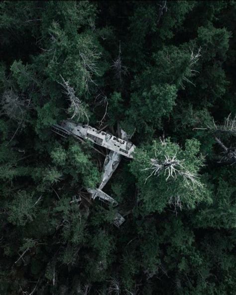 Abandoned airplane in green forest : r/Weird