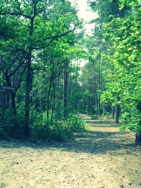 Fontainebleau Forest | Country roads, Nature, Fontainebleau