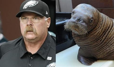 Andy Reid and a similarly-mustachioed seal? walrus? sea lion? | Walrus ...