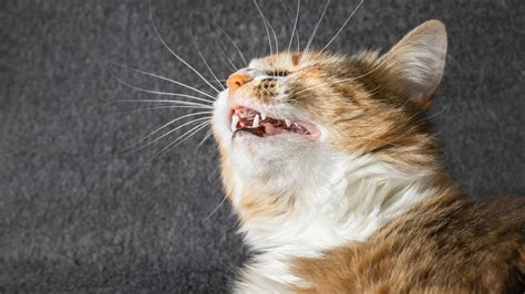 Why is My Cat Sneezing? 6 Typical Reasons | BetterVet