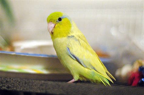 Female Yellow Parrotlet - Midnight Sun