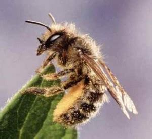 Abejas solitarias y comunales » ABEJAPEDIA