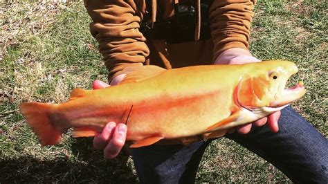 Palomino on the Fly Rod + Rainbow | Trout Fishing - YouTube