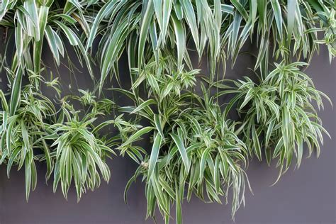 Spider plant: profile, growth habit & types - Plantura