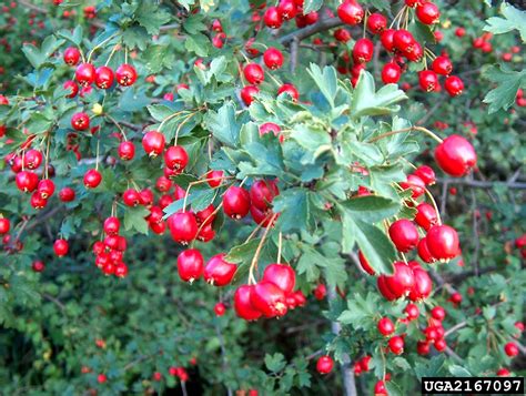 common hawthorn, Crataegus monogyna (Rosales: Rosaceae) - 2167097