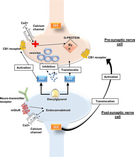 The Endocannabinoid System. Calcium channels are opened by postsynaptic... | Download Scientific ...