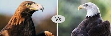 Golden eagle vs bald eagle fight comparison- who will win?