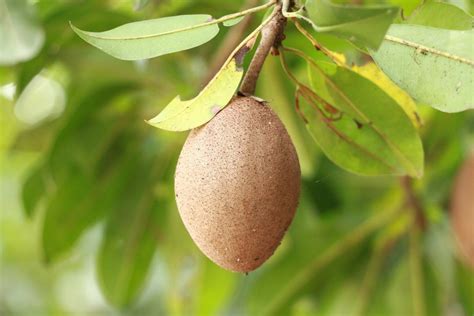 Sapota Flower Drop, Fruit Drop Causes, Control | Agri Farming