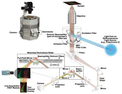 FRET Microscopy Brings Us into a World of Molecular Interactions ...