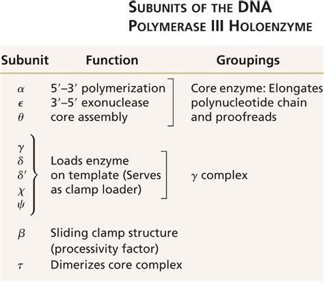 DNA_polymerase_III-holoenzyme.html 11_T03-DNA_polymerase_III-holoenzyme.jpg