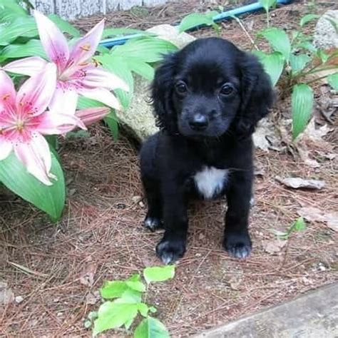 45+ Cocker Spaniel Mix Breeds