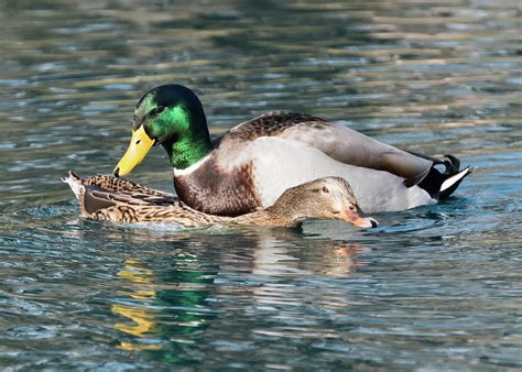 Mallard Ducks Mating Photograph by Tran Boelsterli