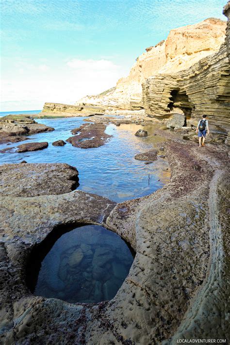 Amazing Sea Life at Cabrillo National Monument Tide Pools