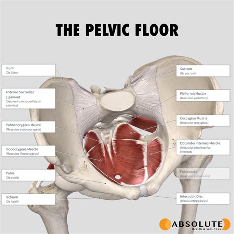 Pelvic Floor Anatomy - Absolute Health & Wellness