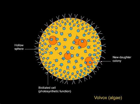 Volvox Diagram Labeled