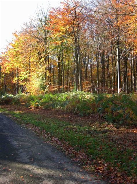 Trees in Wyre Forest in autumnal colours © P L Chadwick cc-by-sa/2.0 :: Geograph Britain and Ireland