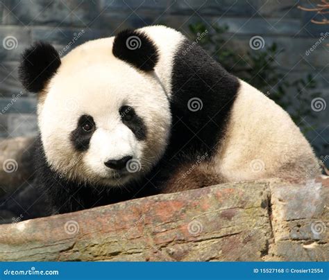 Giant panda Adelaide Zoo stock photo. Image of animal - 15527168