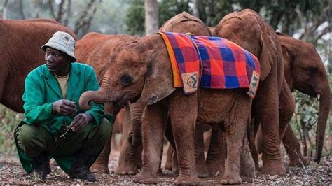 A Visit to the David Sheldrick Wildlife Trust in Nairobi - Discover ...