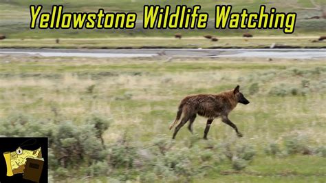 Yellowstone Wildlife Watching | Animals Observed During Early Spring ...