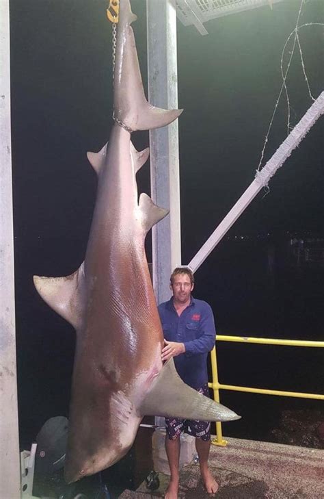 Bull shark Lake Macquarie: Monster catch sparks debate | Herald Sun