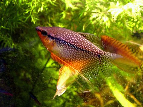 Pearl Gourami Care Guide: Tank Mates, Size, Breeding, and More