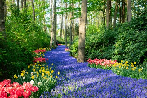 Planning Your Perfect Visit to the Keukenhof Gardens - Travel Gems