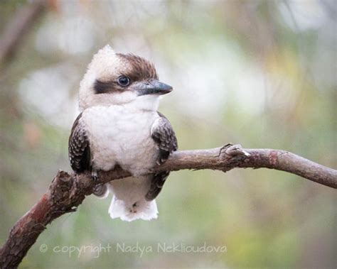 Baby Kookaburra Print Australian Bird Art Nature Decor - Etsy