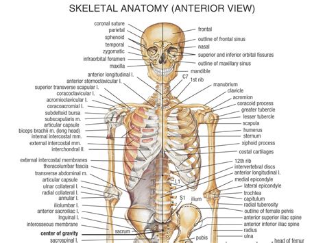 Human Anatomy Wallpaper (54+ images)