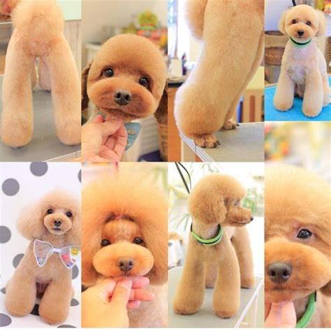 ♥️♥️♥️♥️♥️ | Teddy bear dog, Dog grooming supplies, Dog grooming diy