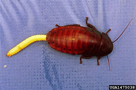 Madagascar hissing cockroach (Gromphadorhina portentosa (Schaum, 1853))