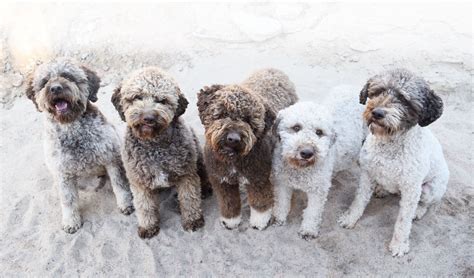 Lagotto Romagnolo Puppies For Sale