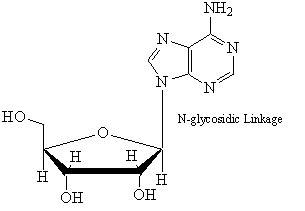 Glycosidic bond exists in DNA molecule betweenSugar and phosphateSugar and nitrogen baseAny two ...