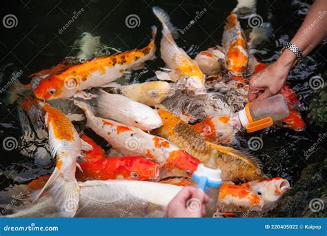 Feeding Koi Fish from a Baby Bottle Stock Photo - Image of fish, multi ...