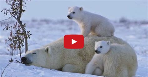 Cutest Polar Bear Family You Will Ever See - Snow Addiction - News about Mountains, Ski ...