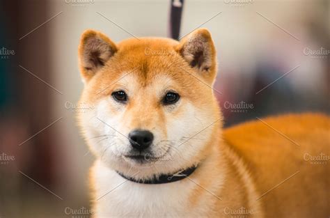 Red Shiba Inu ~ Animal Photos ~ Creative Market