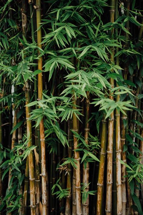 BAMBOO PALM-2 | EcoAnouk