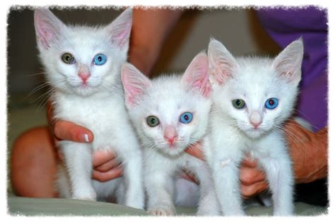 Odd-eyed Cats - bi-colored eyes - blue eyes - Savvy Pet Care