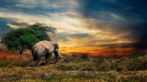 Wallpapers - Elephant Safari 4K (FREE DOWNLOAD) | WinCustomize.com