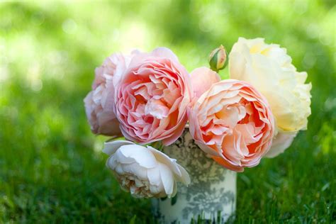 Best Roses for Cut Flowers - BBC Gardeners World Magazine