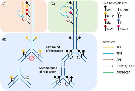 Active DNA demethylation—The epigenetic gatekeeper of development, immunity, and cancer - Prasad ...