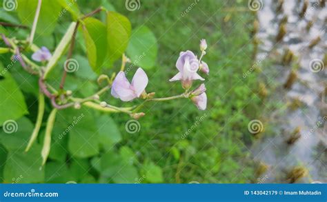 The Fabaceae or Leguminosae Stock Image - Image of commonly, beautiful: 143042179