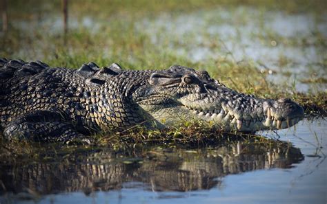 Crocodiles - ANIMALS AND ENGLISH