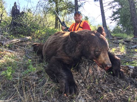 Best Montana Black Bear Hunts | Montana Hunting Outfitter