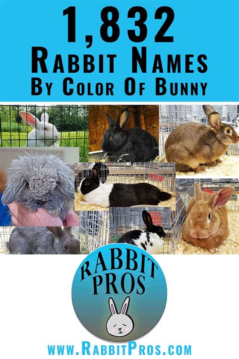 Unique Bunny Rabbit Name Ideas | Rabbit names, Rabbit, Unique rabbit