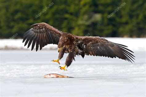 Golden Eagle Hunting Fish