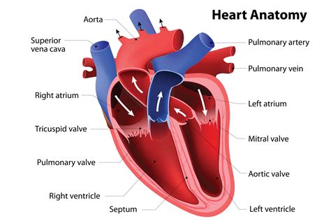 What Is A Dogs Normal Heart Rate